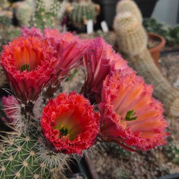 Preview: Echinocereus fabella (plomreichii) gerüschte Blüte